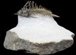 Comura Trilobite - Incredible Flying Preparation! #40588-1